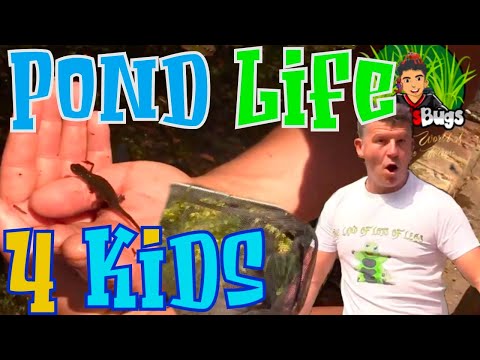 Kids Pond Life. Frogs, dragonflies, newts and more.
