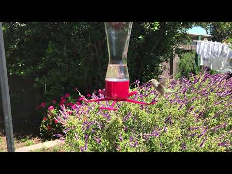 Anna's Hummingbird at my feeder