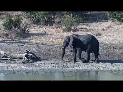 Djuma: Lone Elephant drinks and Baboons at the pan at the end - 15:39 - 09/24/21