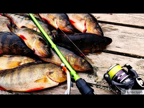 SMALL FISH 10CM TESTIAJOSSA LASTUKOSKELLA | RUOKAKOON AHVENTA HYVÄ NIPPU | BONUKSENA PIENI TAIMEN!