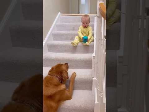 Perro inteligente salva a un bebé de las escaleras #bebé #usa #perro #salvar #respeto #shortsfeed