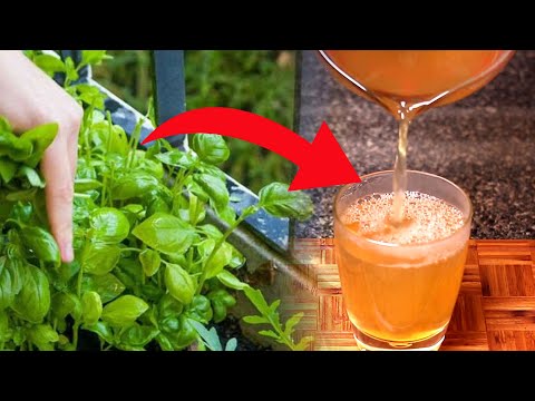 Para Que Sirve La Albahaca - Beneficios Del Te De Albahaca