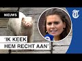 Onrust door loslopende nertsen in Best