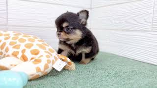 チワワ(ロング)の動画01