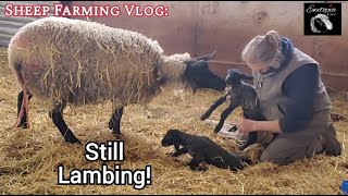 The Ongoing Lambing Process: Captivating Moments At Ewetopia Farms!