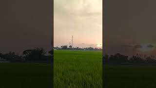 Download lagu senja #senja #sawah mp3