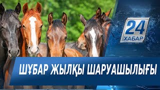 «Арнайы репортаж». Шұбар жылқы шаруашылығы