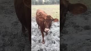 Sofia loves to give kisses #cow #farmlife #farming #shorts