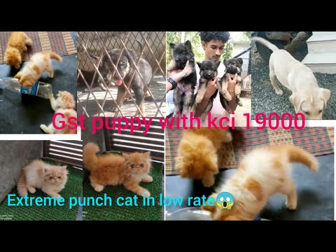 lab puppy in low rate only 10000 😱 gst puppy with kci /rot puppy 9000 🤩