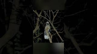 Download lagu Ini burung yang suaranya sering membuat resah di malam hari, Cabak Maling mp3 Download lagu Ini burung yang suaranya sering membuat resah di malam hari, Cabak Maling mp3