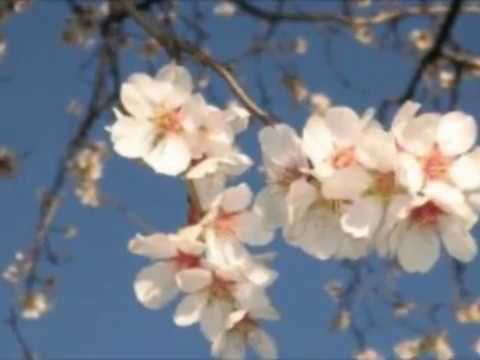 Dita e Veres 14 Marsi - Historiku i festës pagane