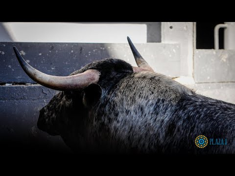 SORTEO | Novillos de Toros de Brazuelas, 28 julio