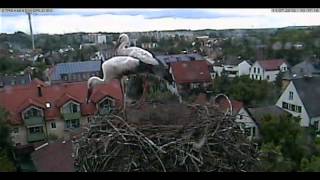 preview picture of video 'Störche in Markt Schwaben, ein Fremdstorch im Nest'