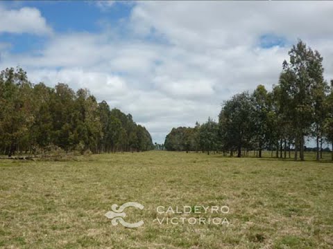 Video de YouTube - Venta Campo en Rocha 1519 La Pedrera Marítimo Ganadero