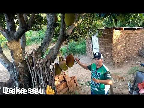 Parte 2 da visita do sítio de Edinho