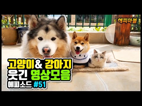 ㅎㅎㅎ 배꼽 빠지게 웃긴 고양이와 강아지