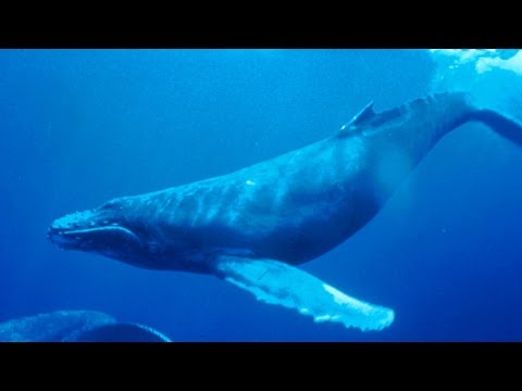 Haunting song of humpback whales