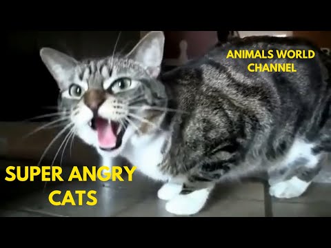 Angry and Scary Cats Compilation 2020
