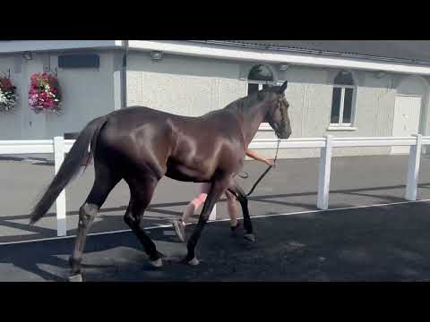 3 YO TB Filly by Affinisea . - Image 2