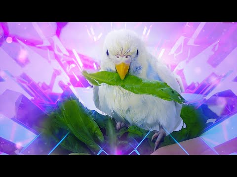 Music for Budgies to Dance! Happy Budgie birds