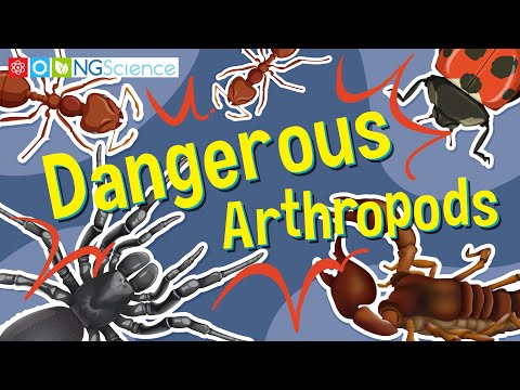 Dangerous Arthropods