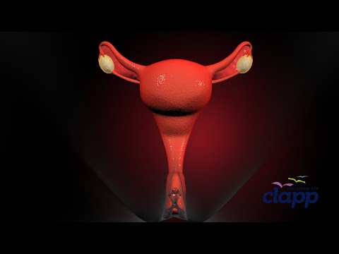 Female Reproductive Organs (3D Animation)