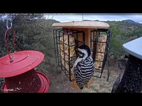 Female Ladder-backed Woodpecker Sits Front And Center In West Texas – March 13, 2020