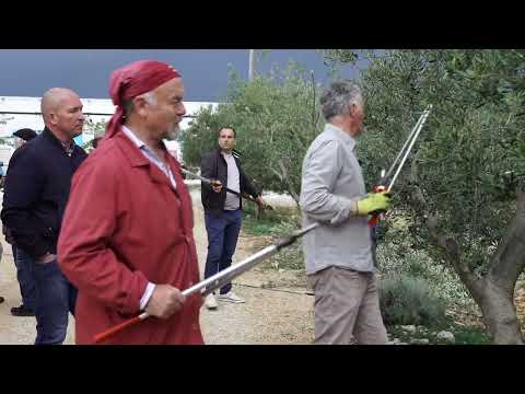 Rezidba masline na polikoničnu vazu Peter Pedišić