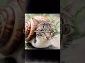 What Kind Of Awesome Is This Meowl