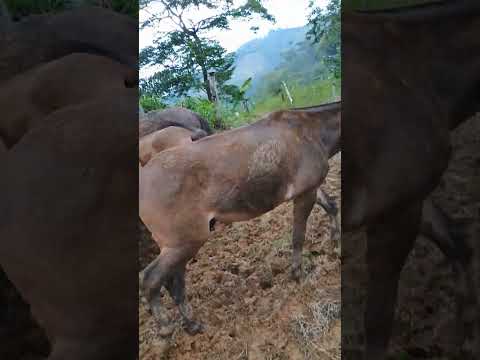 rio SIPI, choco🇨🇴COLOMBIA🤠 MIJO