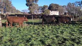 23 Novillitos de 330 kg - Vittori Ercazti - Plaza Ganadera