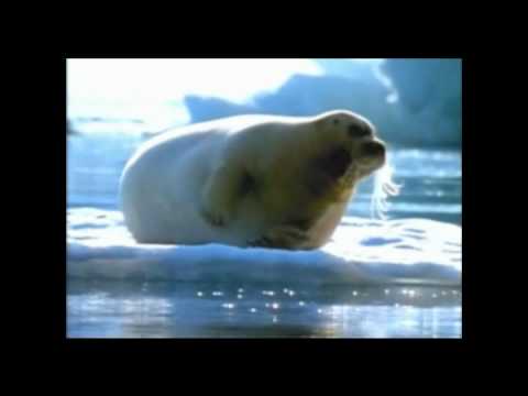 Sagenhafte Völker - Das Wikingerkartell 5/5