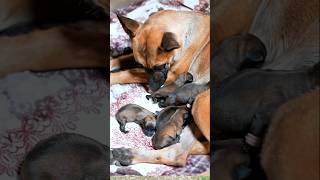 Download lagu Anjing betina menahan sakit akan melahirkan  #shorts mp3