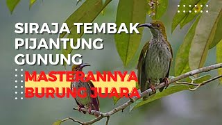 Download lagu PIJANTUNG GUNUNG GACOR BESETAN TAJAM Purple Naped Sunbird | bird sound therapy mp3 Download lagu PIJANTUNG GUNUNG GACOR BESETAN TAJAM Purple Naped Sunbird | bird sound therapy mp3