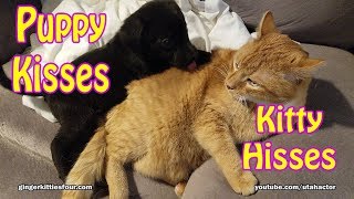 Puppy Love Kitty Hisses