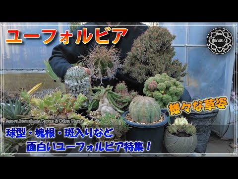 オーブリエート、オーブリエータ