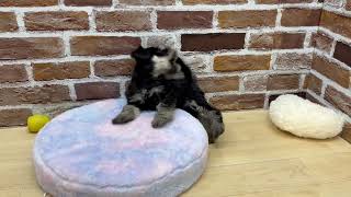 ミニチュアシュナウザーの動画01