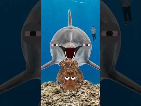 When Dolphins Get Zooted...