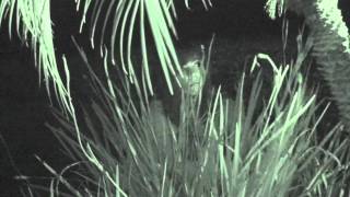 A smokey room... on Halloween, (eliza doolittle song.)