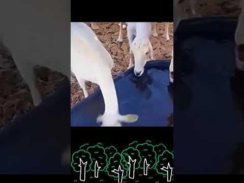 【なんかちゃうなぁ】#山羊 #ヤギ #やぎ #間違い #笑える #おかしい #shorts #comedy #かわいい #可愛い