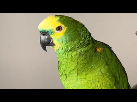 PAPAGAIO VIRALIZA FALANDO! - VEJA O QUE ELE FALA