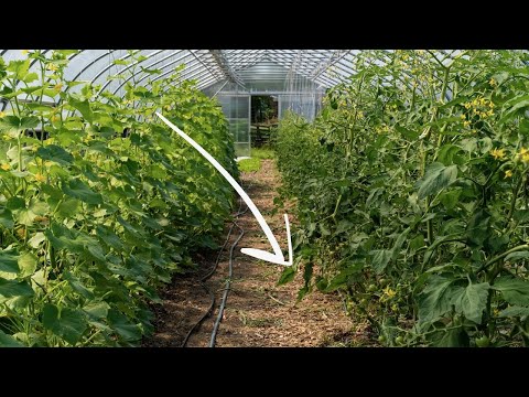 How to Use Wood Chips in the Garden | DOs and DON'Ts