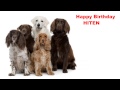 Hiten Dogs Perros Happy Birthday