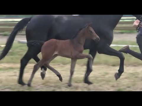 *2021 Stute von Vivaldos - Sandro Hit SOLD!!!