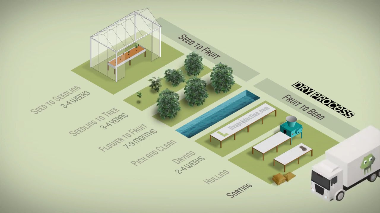 Coffee production explained in 30 seconds. Animated info-graphic.