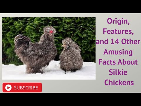 , title : 'Origin, Features, and 14 Other Amusing Facts About Silkie Chickens'