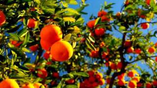 Tenthu - Orange (original)