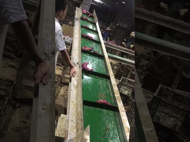 Băng Tải Trái Cây - Tăng Năng Suất Vận Chuyển, Giảm Hư Hỏng 2