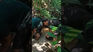 Download lagu Cara tradisional menangkap ikan #shortvideo #mancing #fishing #nature #video #traditional mp3 Download lagu Cara tradisional menangkap ikan #shortvideo #mancing #fishing #nature #video #traditional mp3
