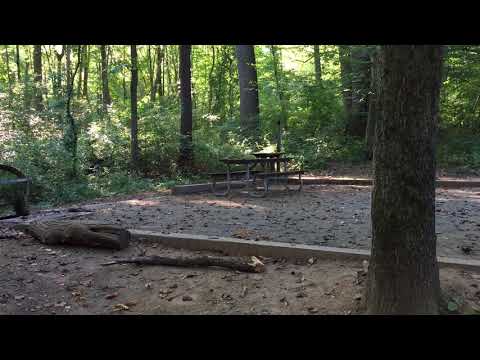 Site 3 in Beechnut has a great pad and plenty of trees for hammocks. 